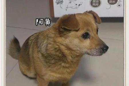 民间说法天打雷劈指的是什么生肖？着种说法从何而来？