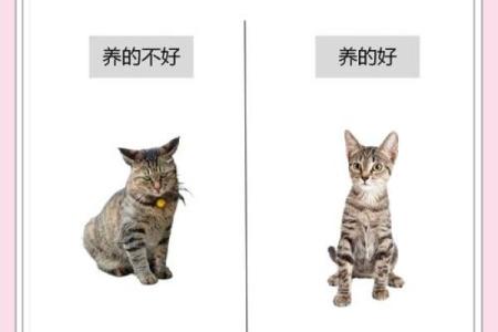什么生肖不能养龙猫 哪些属相不能养猫咪