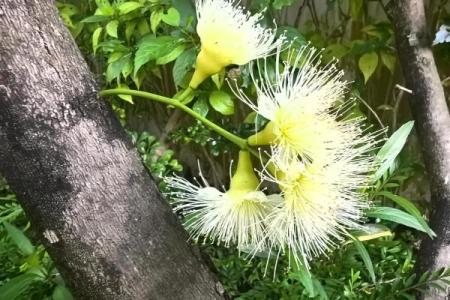 奇花异果是什么生肖