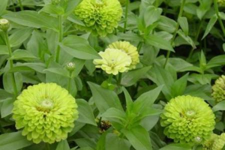 锦上添花生肖正确答案 锦上添花打一生肖正确答案