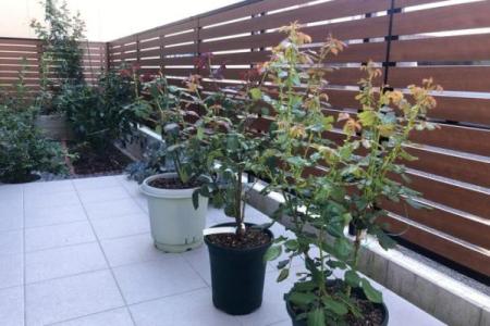 东海一朵花牵藤西山洼是什么生肖