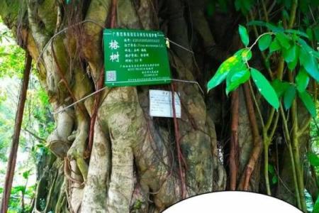 树大遮天是什么生肖