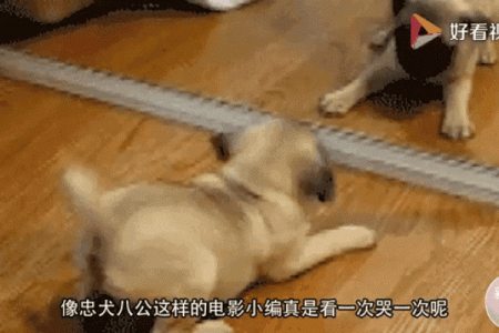坐着没有站着高谜底是哪个生肖，具体原因解析