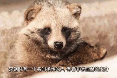 一丘之貉打一生肖最佳答案是什么？它的由来和典故解析
