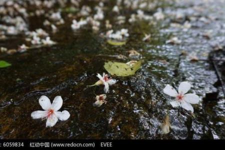 桃花流水打一个生肖 桃花流水打一正确生肖