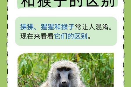 十二生肖中尖嘴利齿的动物是哪个，详细特征对比说明
