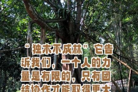独木成船双木林着句谜语的答案是指十二生肖里的哪个动物