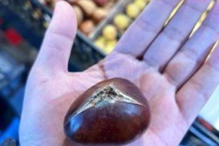 寸草不生是什么生肖(寸草不生打一肖)