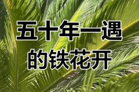 铁树开花打一生肖
