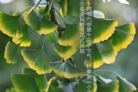 今日几点几分立秋(今天几点几分立秋)