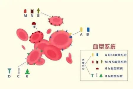 血型配对测试