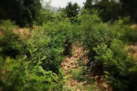 枪林弹雨是什么生肖(枪林弹雨是什么生肖动物)