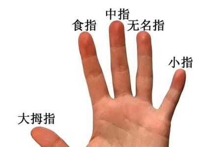 无名指比食指长代表着什么 无名指比食指长代表着什么寓意