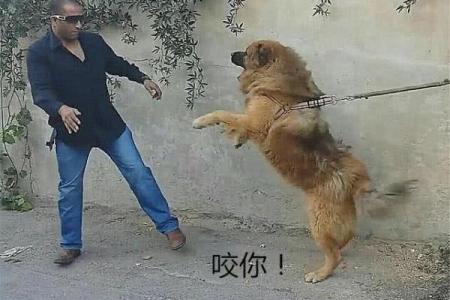仗势欺人的生肖有哪些具体的行为表现和性格特点？