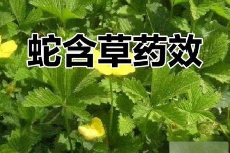 ‌依草附木打一动物 → 蛇‌（蛇附草木，潜影藏形）