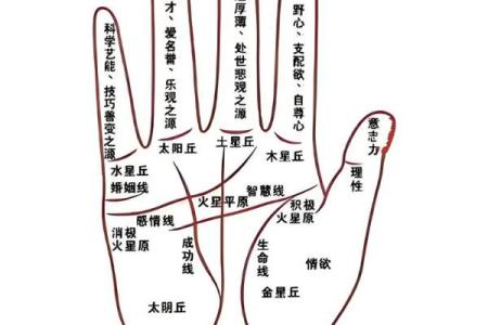 食指高于无名指代表什么 女人食指长好还是无名指长好