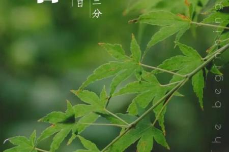 今天立春是什么时间2024年几点(今天立春是什么时间2024年几点出生)