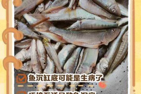 锦鲤侧身躺缸底是什么情况 锦鲤侧躺着