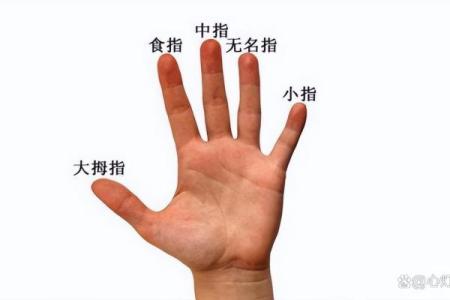 是不是无名指都比食指长 是不是无名指都比食指长一些