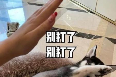 老调重弹打一动物