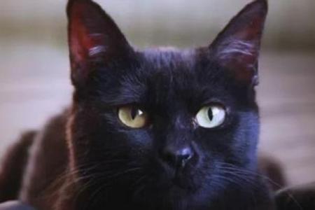 黑猫吉祥还是不吉祥 黑猫是吉兆