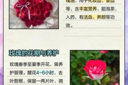 黄色玫瑰在5月14日情人节代表什么特殊含义？