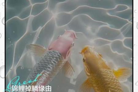 家里锦鲤死了什么寓意 家里养的锦鲤死了有什么不好