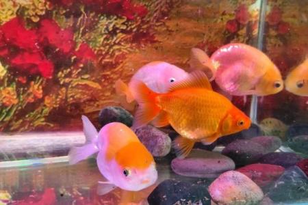 锦鲤水花最怕三个东西 锦鲤水花图片大全
