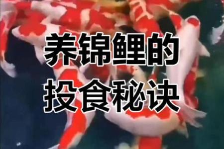 家里养锦鲤鱼的寓意 家养锦鲤有什么讲究