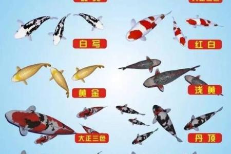 锦鲤是什么品种 锦鲤是什么品种那么贵