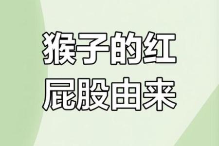 ‌天生却是红屁股 → 猴（猴臀赤红，天生显眼）‌
