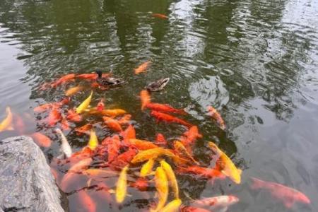 锦鲤是啥 锦鲤是啥东西