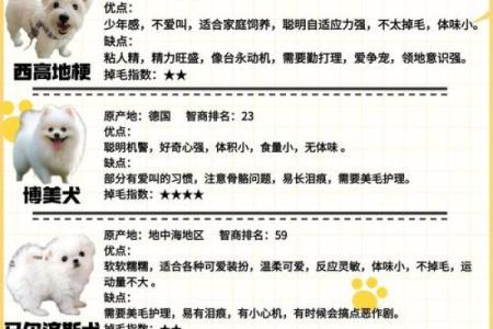 宠物情侣名字(宠物情侣名字一对好听)
