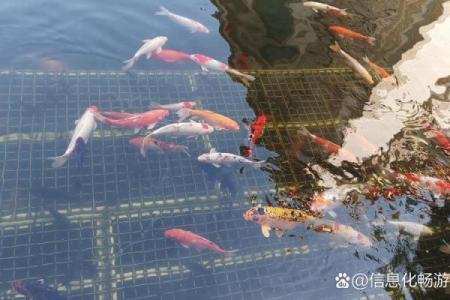 锦鲤的特征有哪些 锦鲤的主要种类及特征