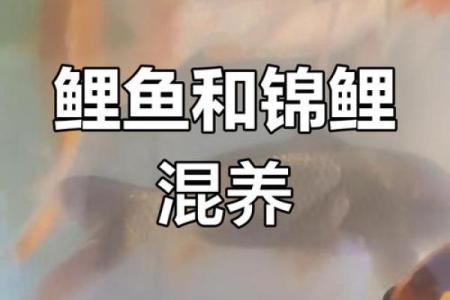 锦鲤跟鲤鱼有什么区别 锦鲤跟鲤鱼有什么区别图片