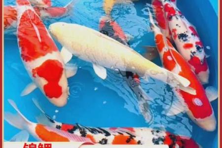 纯种锦鲤和普通锦鲤区别 锦鲤纯色的有几种