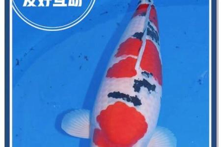锦鲤养一条有什么说法 锦鲤养一条有什么说法没