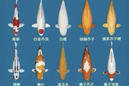 锦鲤的寓意是什么 锦鲤,寓意
