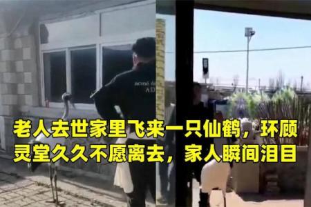 87岁老人灵堂现仙鹤