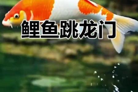 ‌龙门三五有几高 → 鲤‌（鲤跃三丈，五更化龙）