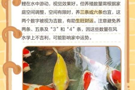喂锦鲤寓意 喂锦鲤的说法
