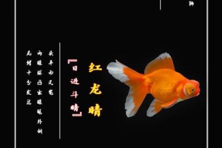 小金鱼和锦鲤的区别 小金鱼和小锦鲤的区别