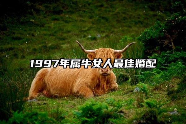 1997年属牛者与属鼠的伴侣最佳婚嫁吉日查询